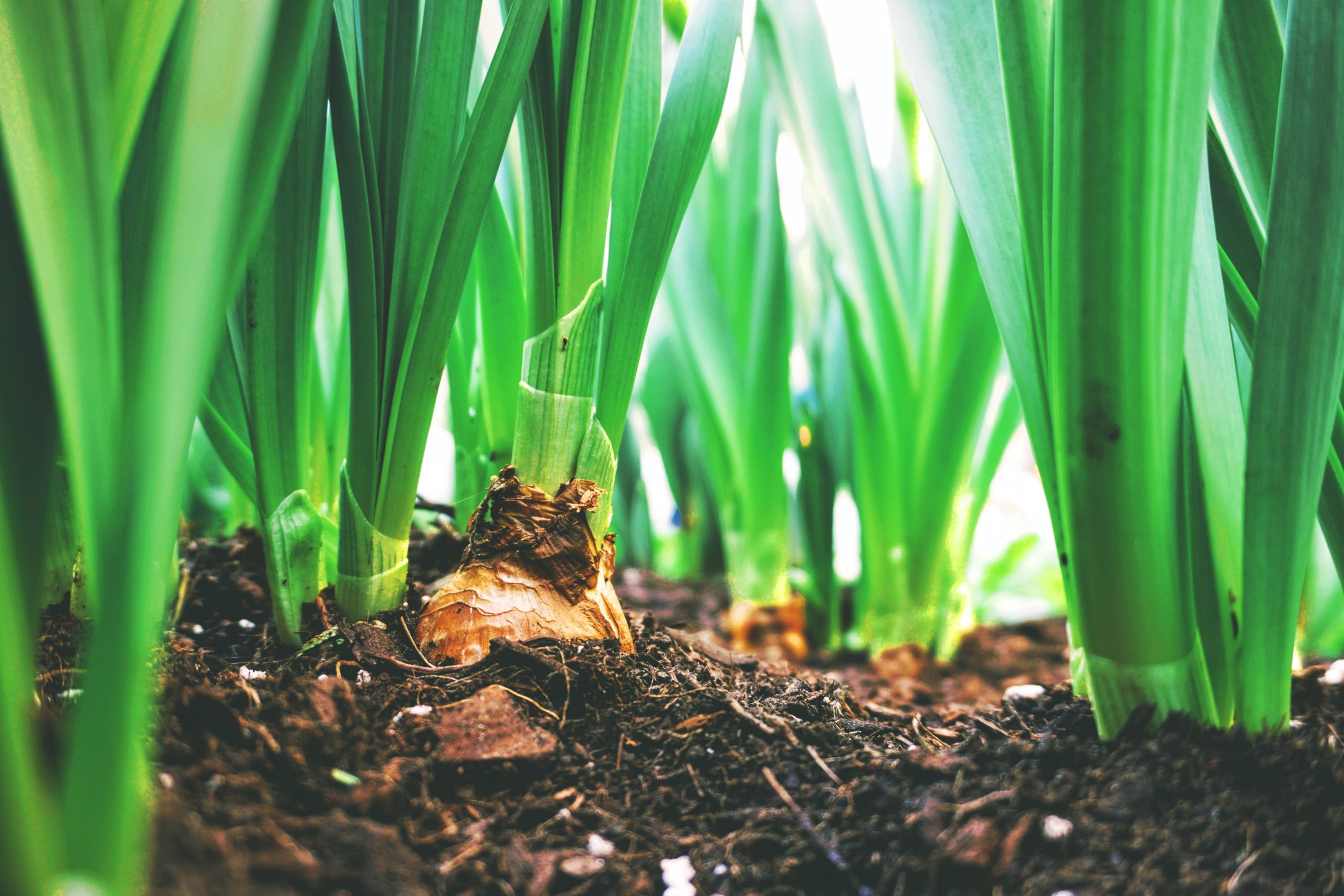 Bulbs for Every Season