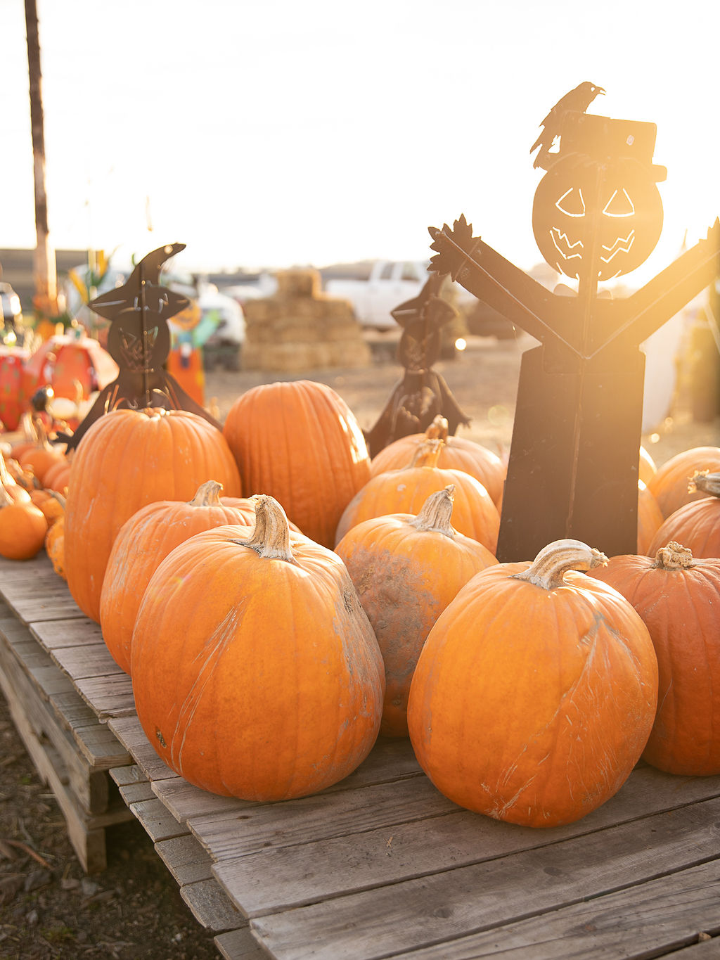 Mini Pumpkins